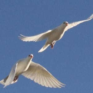 Mesagerii din viata ta