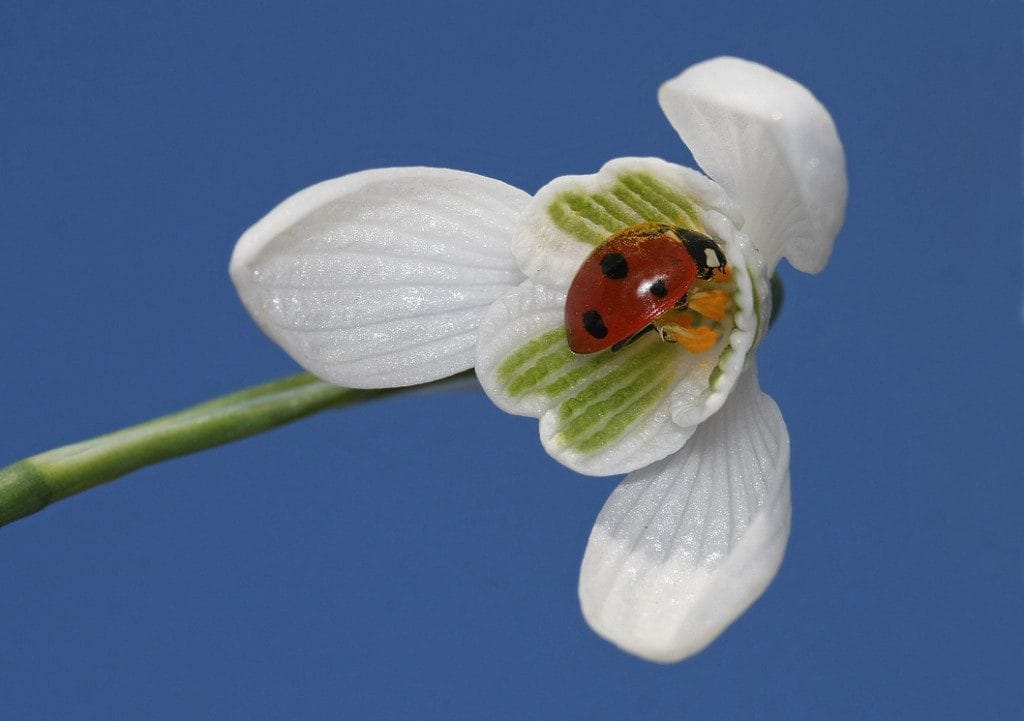 Scopul purtarii unui Martisor este sa-ti apropii soarele – George Cosbuc