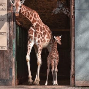 Nașterea lui Narus, puiul de girafă Rothschild (VIDEO)