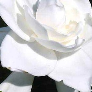 Cand traiesti doar in lumea ta …. exista remedii florale simple