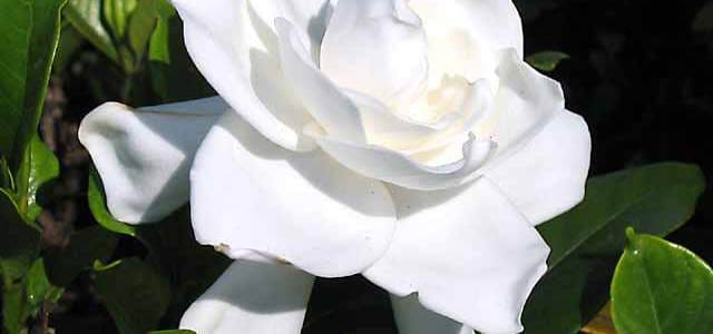 Cand traiesti doar in lumea ta …. exista remedii florale simple