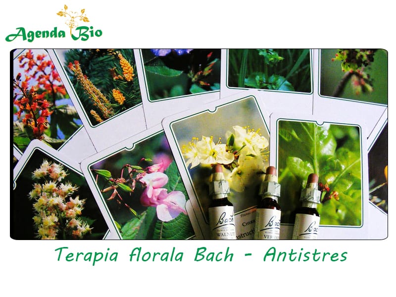Agenda Bio – Editia 6 – Seminar “Terapia florala Bach – Antistres”
