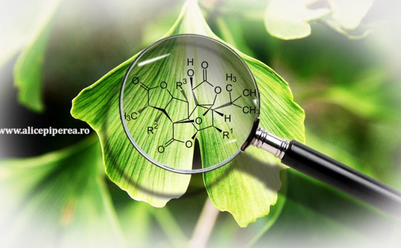 Ce nu știai despre Ginkgo biloba, aliatul tău pentru îmbunătățirea memoriei