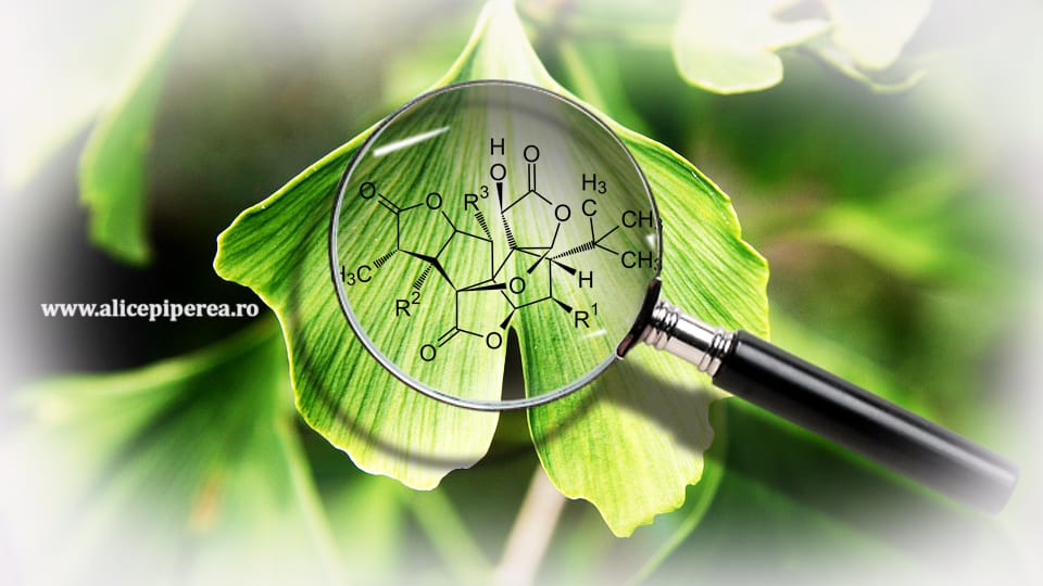 Ce nu știai despre Ginkgo biloba, aliatul tău pentru îmbunătățirea memoriei