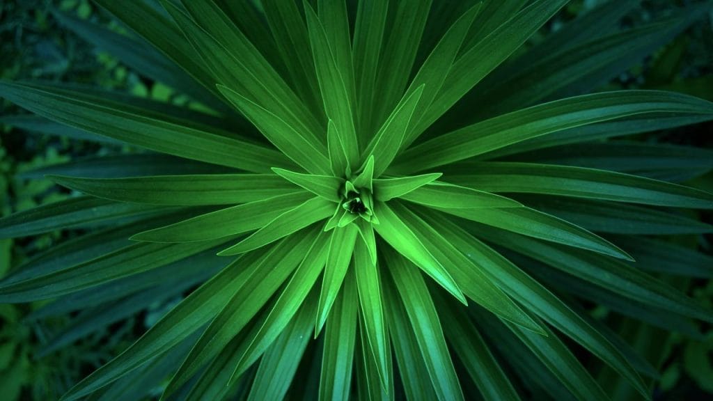 Plante campion la detoxifierea sângelui