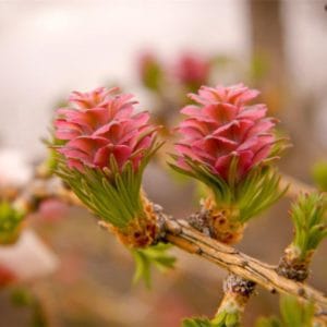 Remediile florale Bach ne-au ajutat sa urcam pe treptele prioritatilor noastre