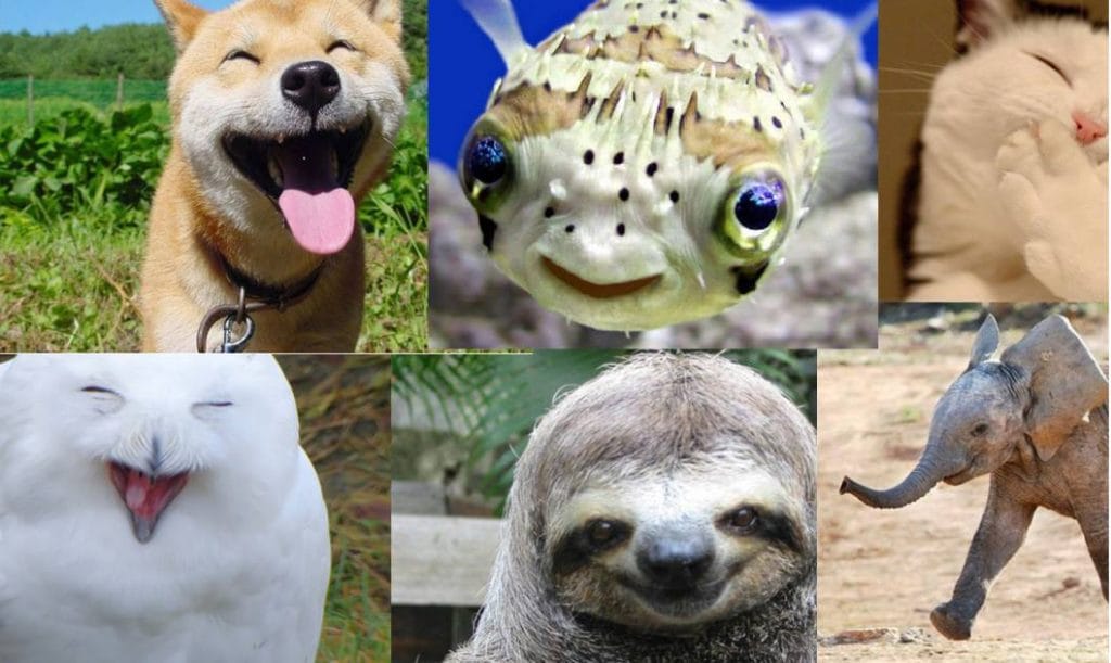 Si animalul tau poate fi mai vesel si mai sanatos cu Remedii florale Bach