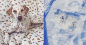 Maeștri în camuflare: 18 Animale hazlii care știu să se ascundă perfect!