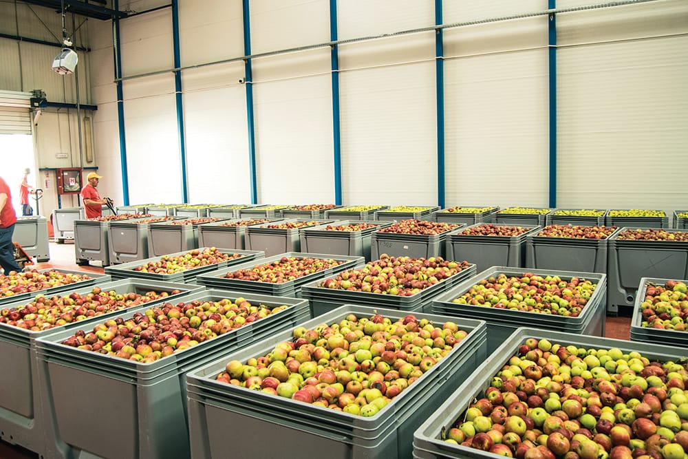 Alexandrion Group a pus la fermentat fructele din recolta de toamnă
