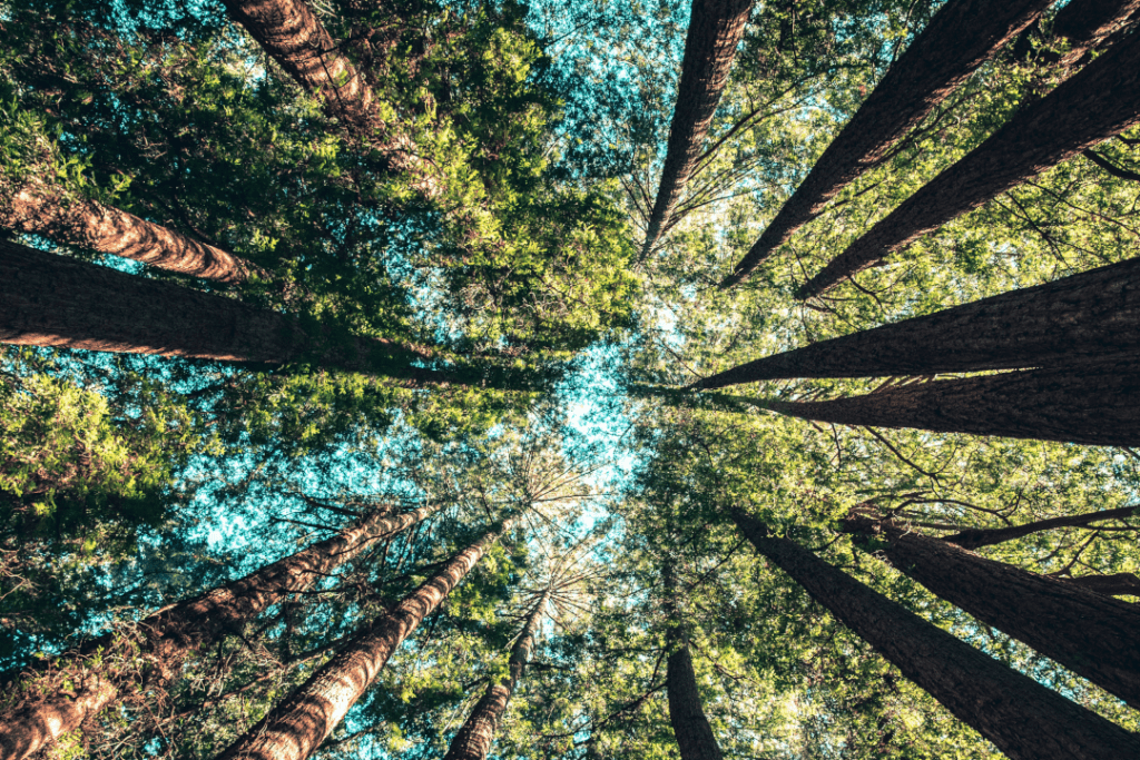 Reprezentanții sectorului forestier și industriei lemnului din toată țara își dau întâlnire la București