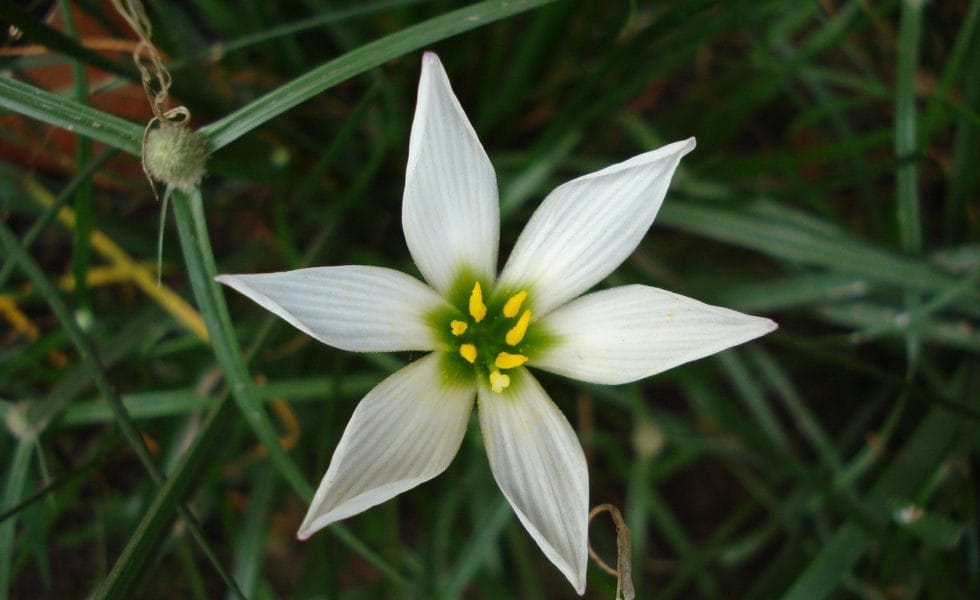 Steaua Bethleemului – Ce beneficii are planta inclusa in terapiile lui Bach