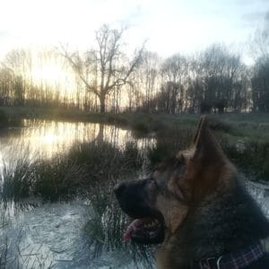 Viata isi continua cursul …