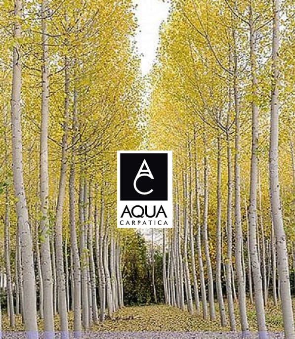  “Focus to Green-Eco-Life” in calitate de aliat al padurilor la ediția a V-a
