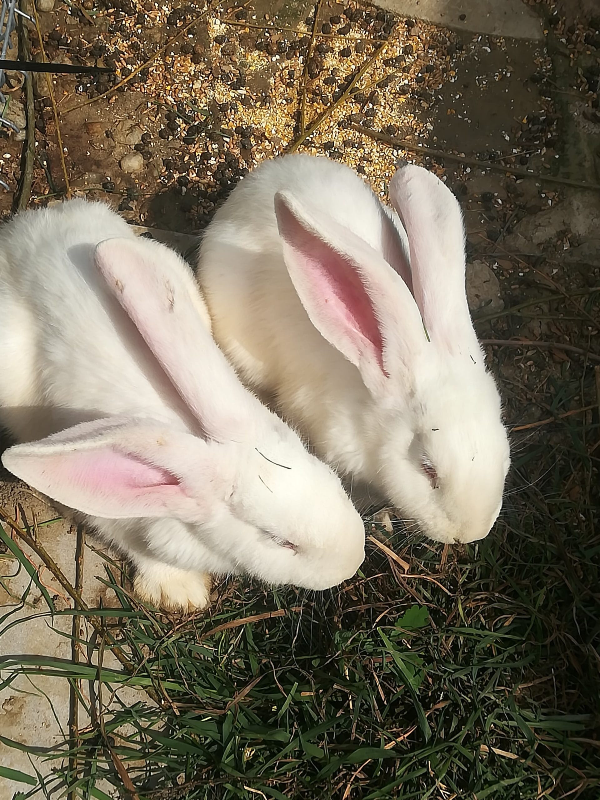 Animale jucause care ne invata cu usurinta iubirea neconditionata