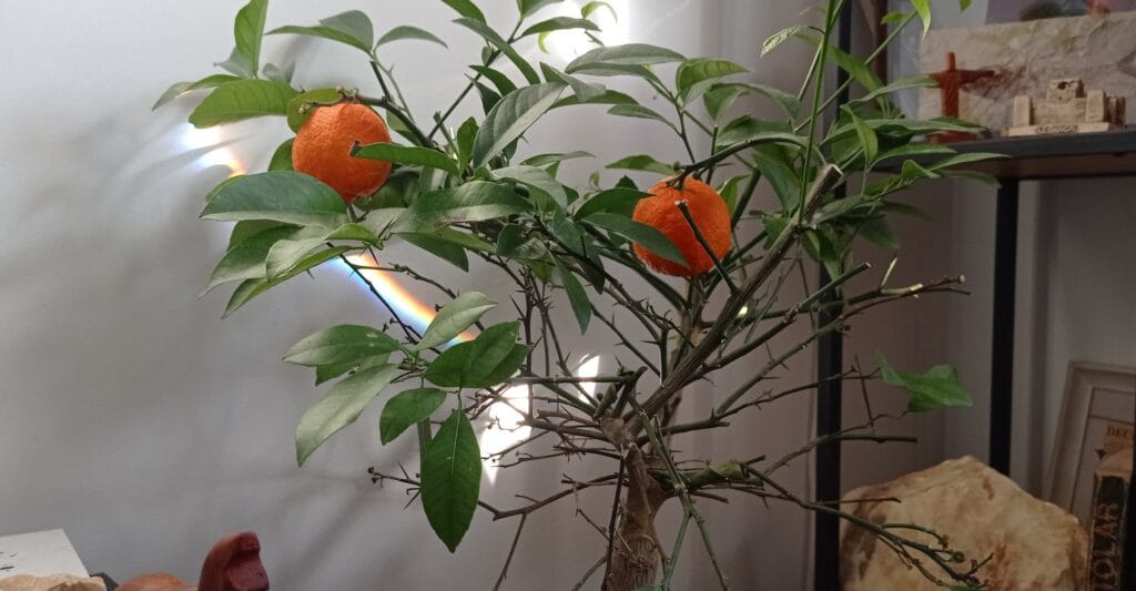 Focus to Green Eco Life. Cậştigǎtorii concursului „Copaul tǎu tǎmǎduitor”