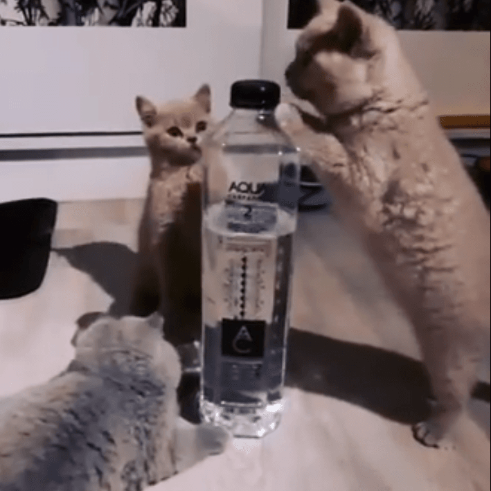 Aqua Carpatica, lider în topul celor mai vizibile branduri de apă în online și pe Facebook din luna ianuarie 2021