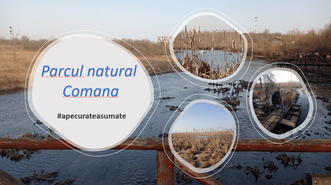 Luciul apei, stuf din abundenţă şi lebedele Parcului Natural Comana