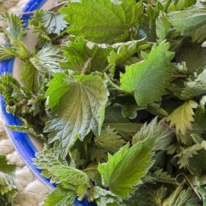 De ce nu trebuie sa ratam urzicile in aceasta primavara