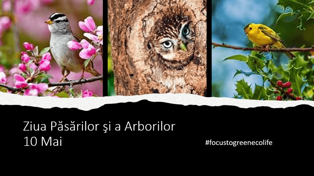 Ziua Păsărilor şi a Arborilor – 10 Mai