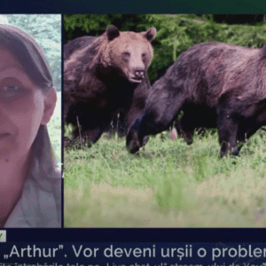 Alegeri potrivite. Pe urmele ursului – nu cel din padure, ci din interiorul nostru