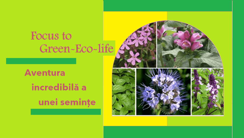 “Focus to Green-Eco-life”: aventura incredibilă a unei semințe
