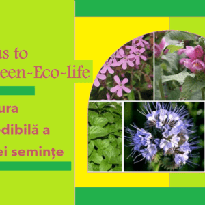 “Focus to Green-Eco-life”: aventura incredibilă a unei semințe