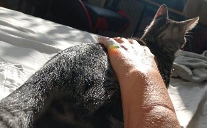 Ziua Mondială a Animalelor – 4 octombrie