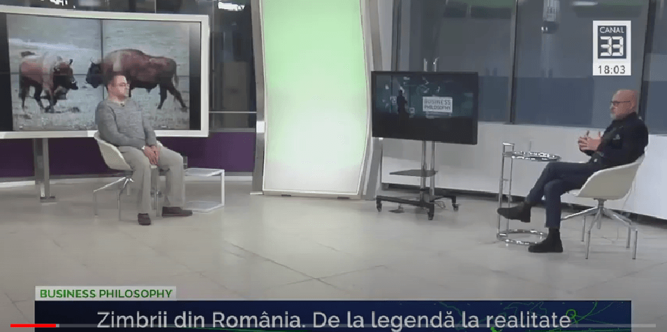 Alegeri potrivite pentru zimbrii din România. De la legendă la realitate