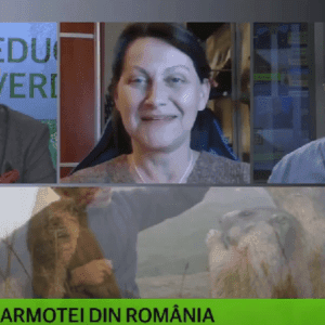 „Educație verde” –  Saga marmotei din România și „Taina verde”