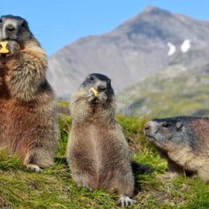 Educație verde –  „Saga marmotei din România”