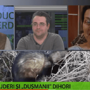Fascinantele carnivore mici din România. Jderii și dihorii.  Emisiunea „Educatie verde”