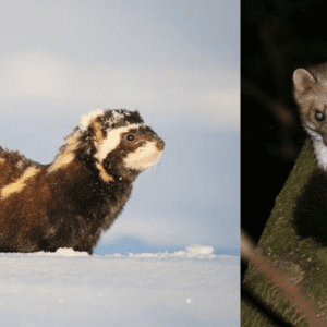 „Frații” jderi și „Dușmanii” dihori. Fascinantele carnivore mici din România
