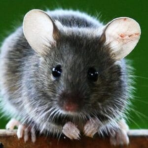 Cele 5 piedici interioare în calea spre scopurile noastre