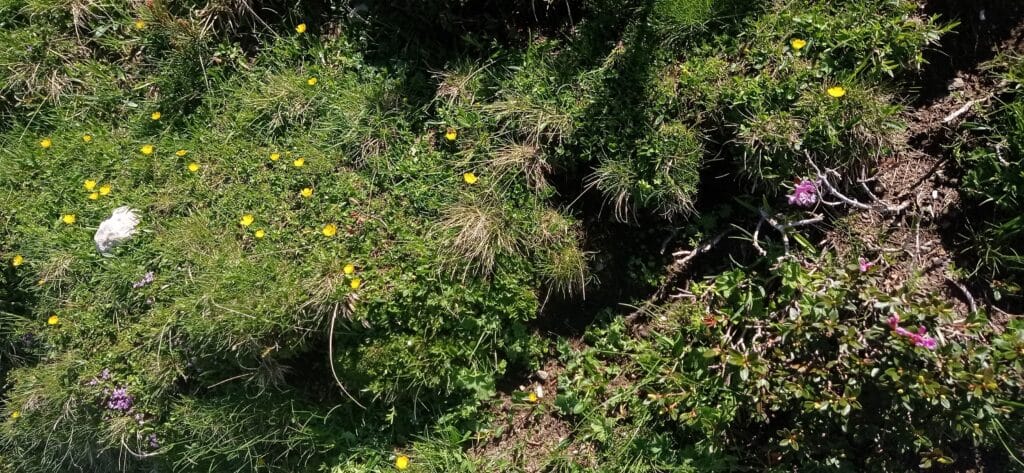 „Taina verde” – Depaseste apatia si corecteaza slabiciunea prin atitudine