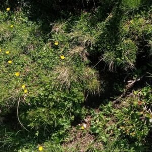 „Taina verde” – Depaseste apatia si corecteaza slabiciunea prin atitudine