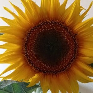 Aventura incredibilă a seminței #focustogreenecolife