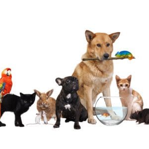 20 august – Ziua Internațională a animalelor fără stăpân