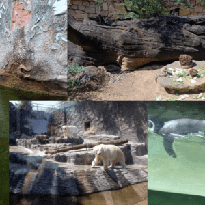 “Focus to Green Eco Life” de Ziua Internațională a Grădinilor Zoologice și a Parcurilor, 9 august