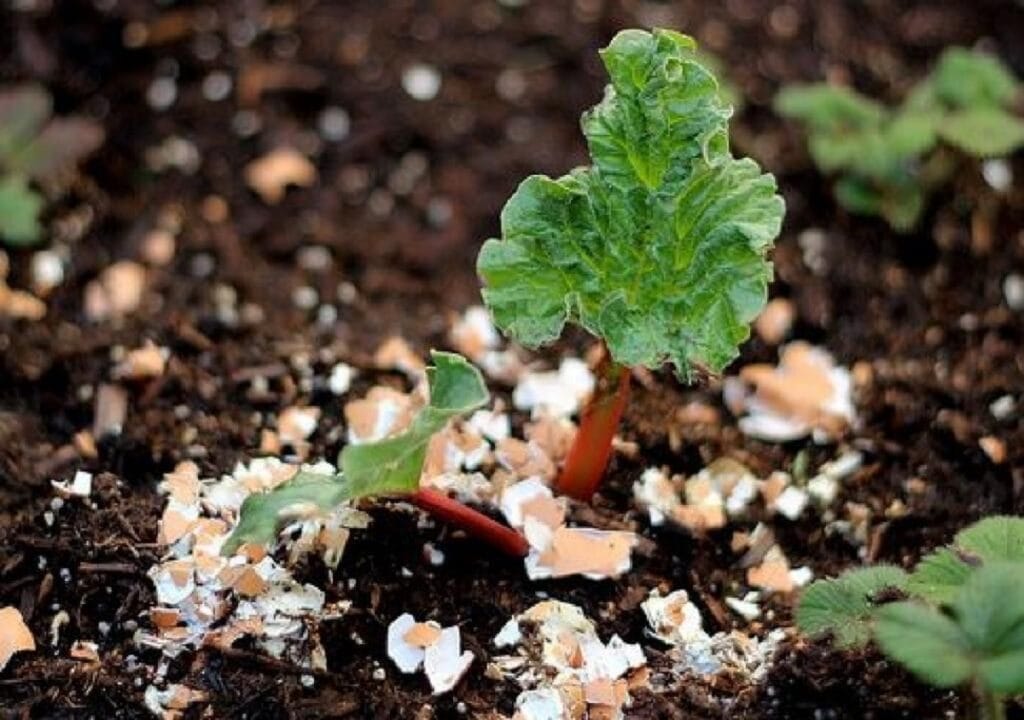 Știai aceste trucuri de grădinărit? Apa de la paste, aur pentru plante