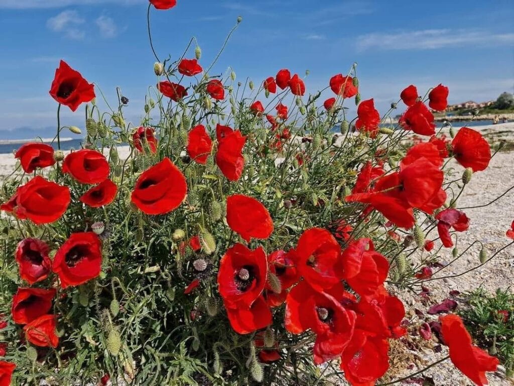 Tradiții și superstiții de Florii. Ce se face în Duminica Patimilor Tradiții și superstiții de Florii. Ce se face în Duminica Patimilor