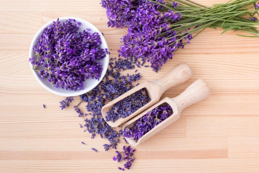 Lavanda – un remediu cu puteri miraculoase. Reducerea anxietății și îmbunătățirea calității somnului