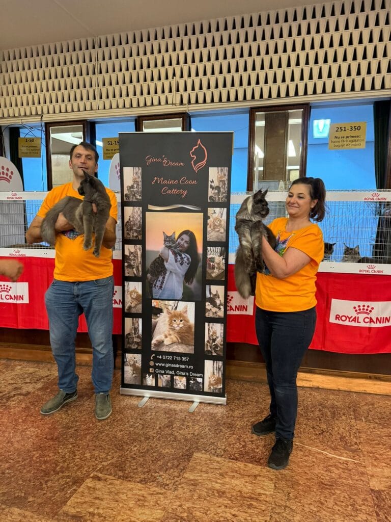 Addicted to Maine Coon – pisicile sofisticate! Emisiune Business Philosophy