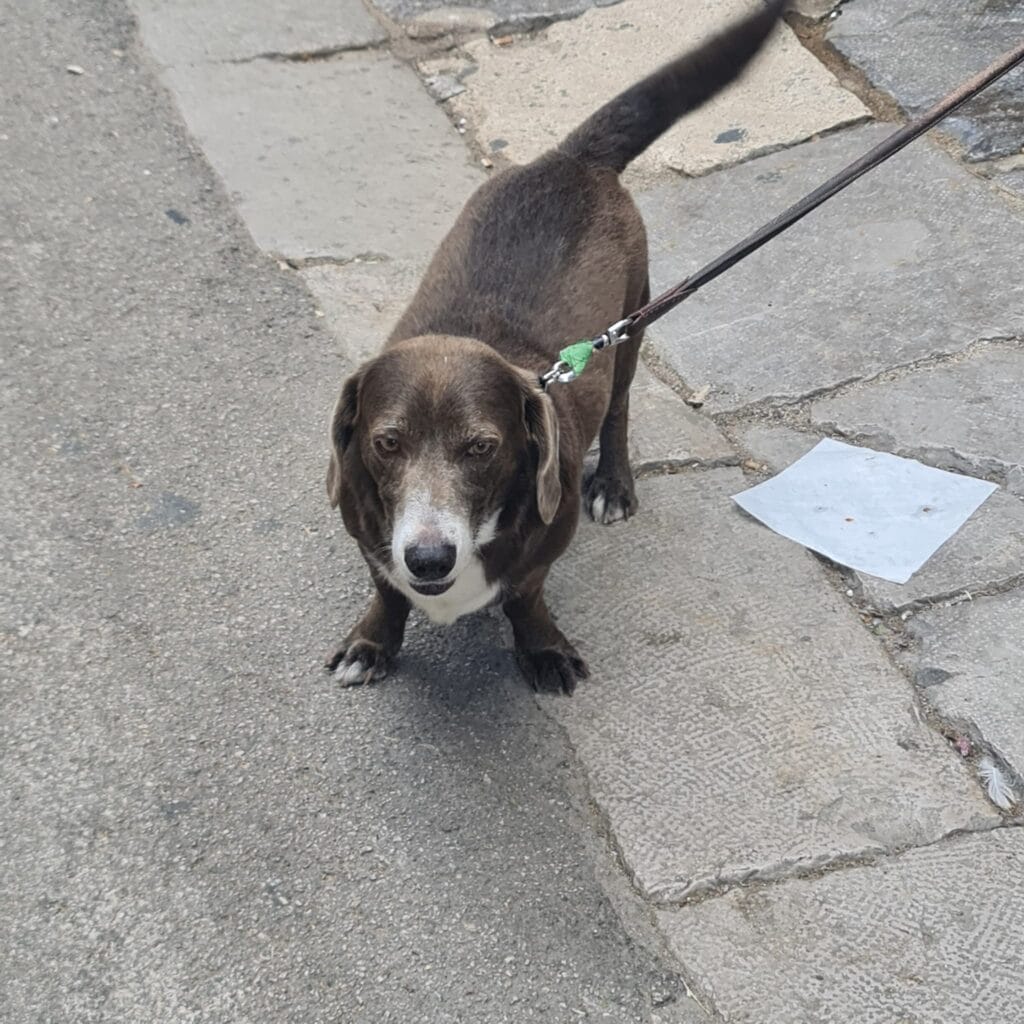 Animalele de companie au numeroase efecte pozitive asupra sănătății