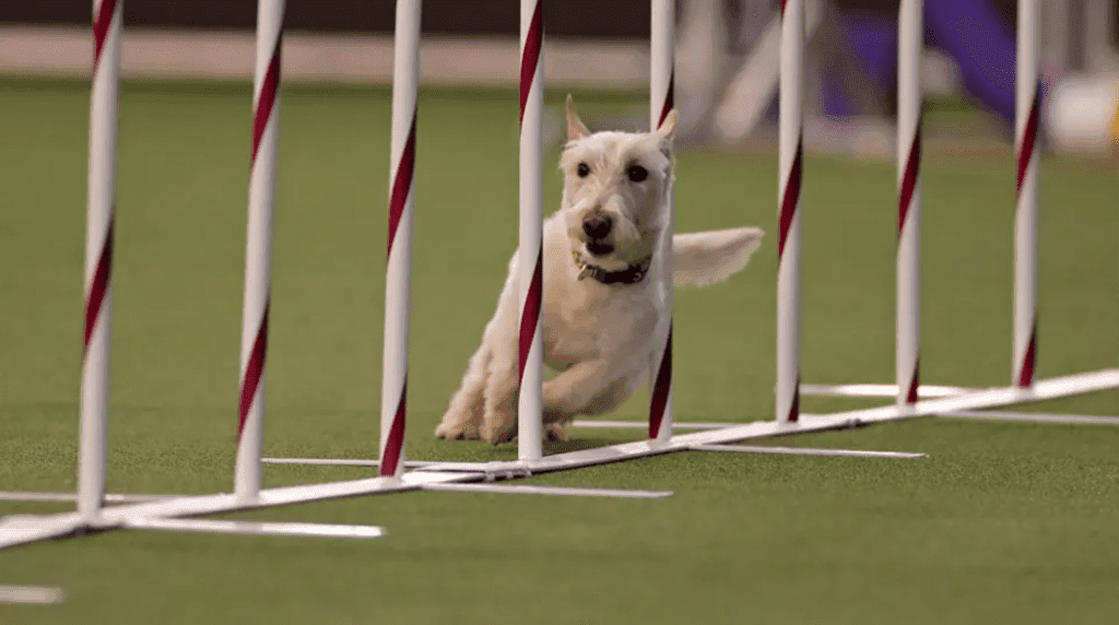 Sfaturi pentru a-ţi ȋnbunătăţi agilitatea fizică şi mentală!