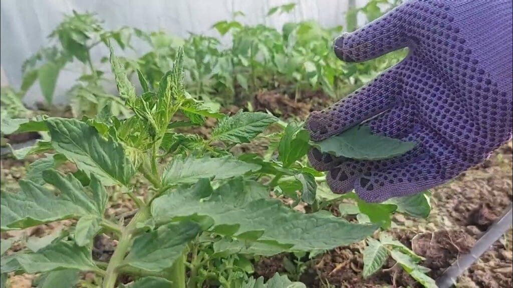 Cum folosești frunzele de roșii în bucătărie. Beneficii și precauții Cum folosești frunzele de roșii în bucătărie. Beneficii și precauții