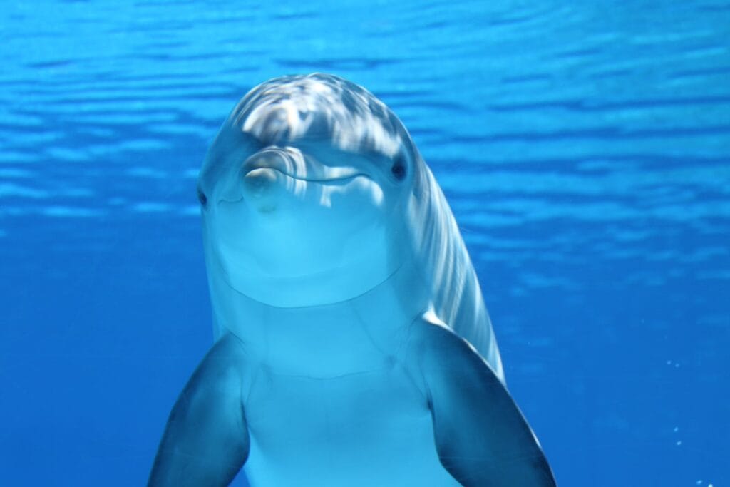 Ziua Mondială a Delfinului – 12 septembrie Ziua Mondială a Delfinului – 12 septembrie
