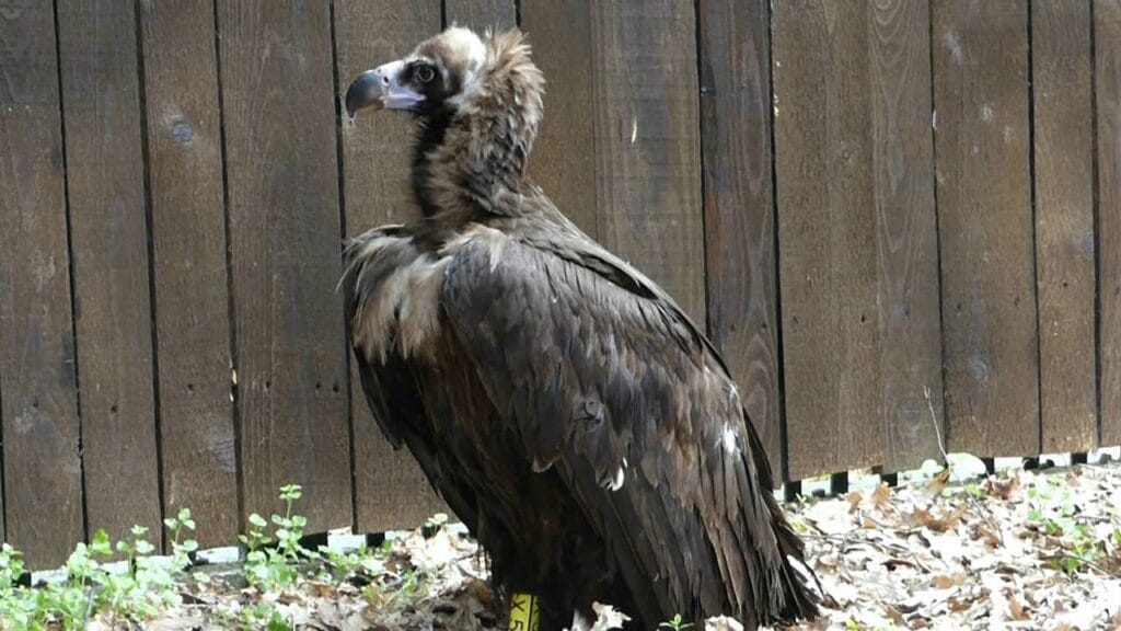 Vulturul Negru în România. Semnificanța și impactul acestei specii rare