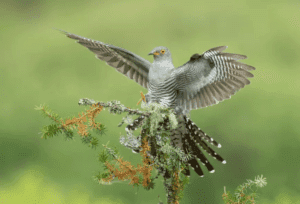 Cucul. Legende, curiozități și aspecte mai puțin știute despre cuc