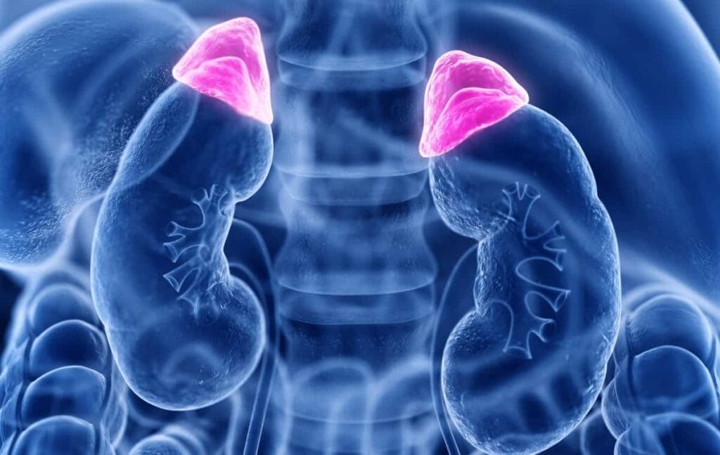 Remedii naturale ce ȋntăresc sănătatea glandelor suprarenale