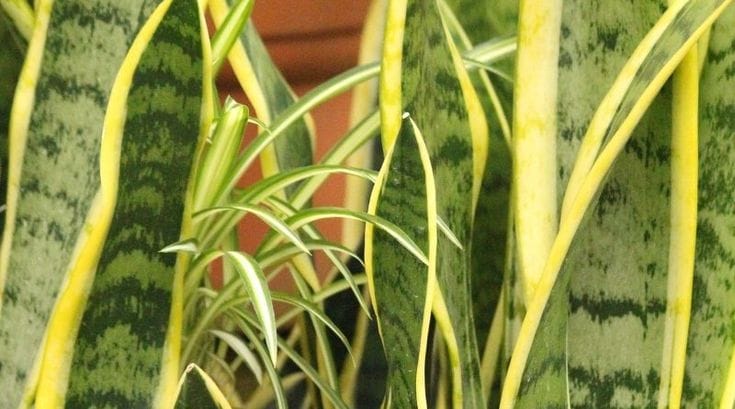Plante benefice care aduc în casa ta cel mai calitativ aer